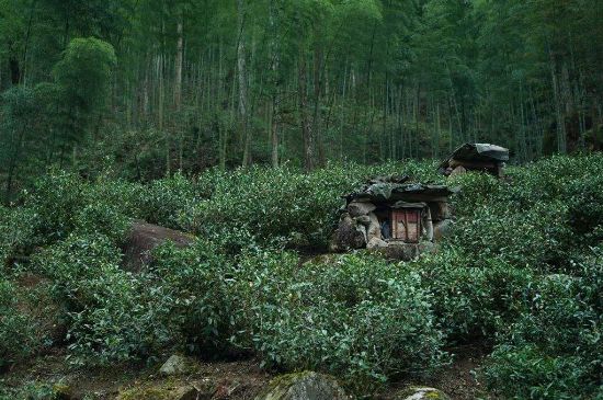 300塊錢的金駿眉能喝嗎，兩三百多金駿眉和一千多區(qū)別