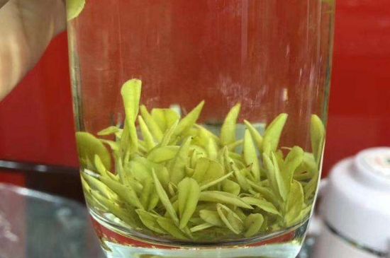 茶中奇葩黃金芽，安吉白茶中黃金芽的特點