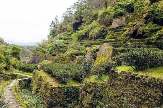 肉桂茶和大紅袍哪個貴，武夷山肉桂與大紅袍的價格比較
