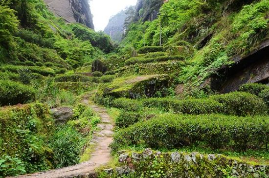 肉桂茶和大紅袍哪個貴，武夷山肉桂與大紅袍的價格比較