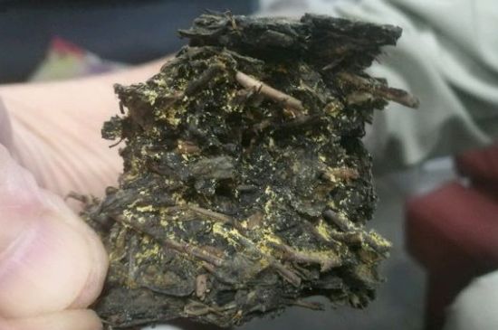 伏茶里的金花是黃曲霉素嗎，金花茯茶里的是什么菌