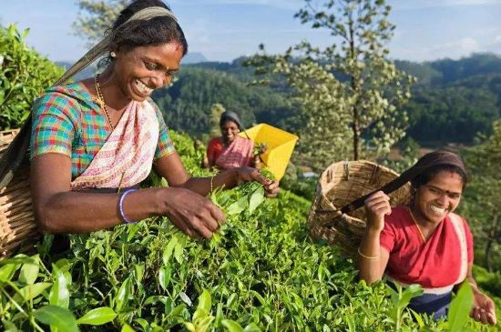 中國最好紅茶排名，中國最著名的十大紅茶