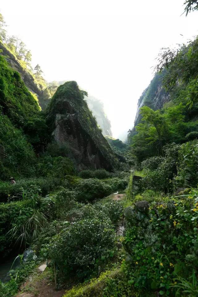 武夷山為什么盛產(chǎn)茶葉，武夷山茶為什么好喝？