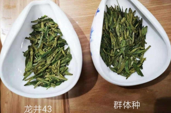 43號(hào)龍井屬于好茶嗎，龍井茶43號(hào)是什么意思？