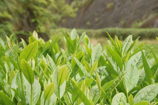 潮安鳳凰單叢十大名樅是什么，烏崠十大古樹(shù)名香品種介紹