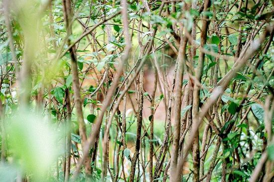 荒野銀針有什么特點(diǎn)，荒野銀針的味道口感咋樣？