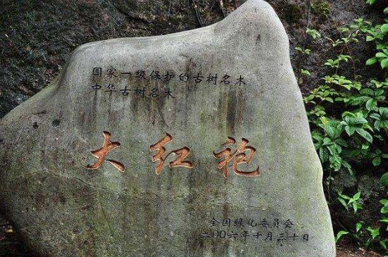 母樹大紅袍給誰(shuí)喝了，為什么母樹大紅袍叫三棵六株？