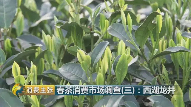 龍井群體種和43號的區(qū)別圖片，龍井43和群體種哪個(gè)好喝？