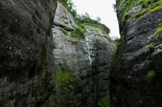 母樹大紅袍給誰(shuí)喝了，為什么母樹大紅袍叫三棵六株？