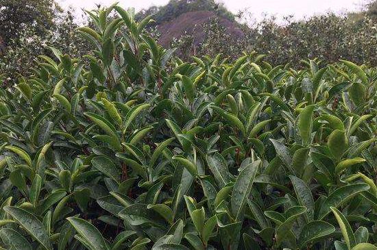 馬頭巖肉桂是大紅袍嗎，大紅袍肉桂屬于什么茶？