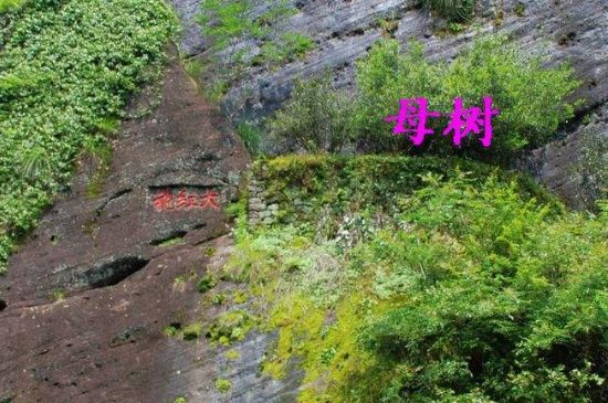 大紅袍拼配什么意思，大紅袍用什么茶拼配的