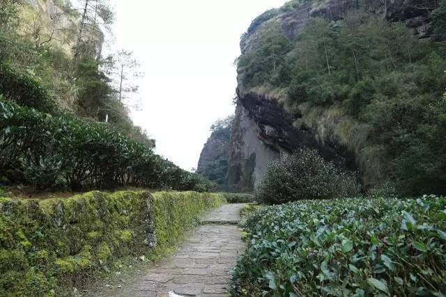 武夷山為什么盛產(chǎn)茶葉，武夷山茶為什么好喝？