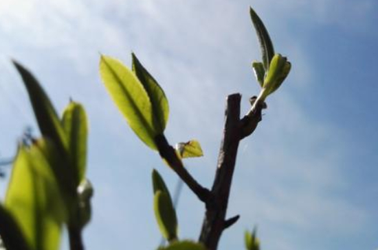 潮安鳳凰單叢十大名樅是什么，烏崠十大古樹(shù)名香品種介紹