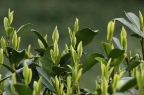 什么是雪前龍井茶，明前、雨前、雨后龍井有什么區(qū)別？