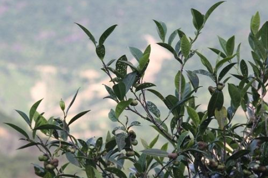 單叢茶十大香型以及常見(jiàn)品種大全，潮安鳳凰單樅十大名香歸類