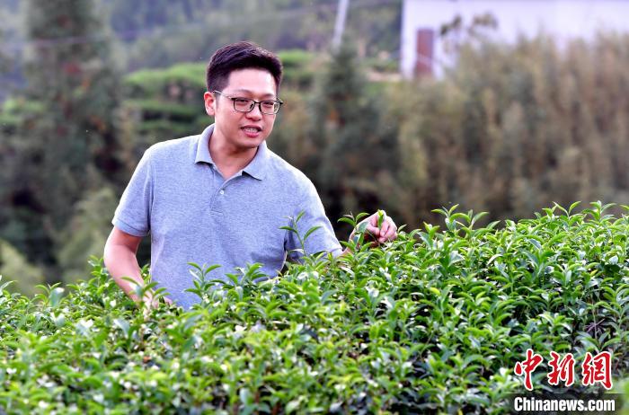 “臺(tái)二代”張?jiān)栏＝ㄉ钌椒N茶十年：“來(lái)了，就對(duì)了”